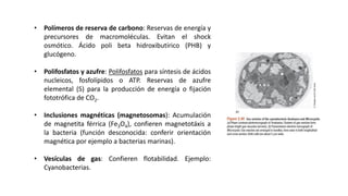 ESTRUCTURAS FACULTATIVAS:
INCLUSIONES CELULARES: TIPOS
• Polímeros de reserva de carbono: Reservas de energía y
precursores de macromoléculas. Evitan el shock
osmótico. Ácido poli beta hidroxibutírico (PHB) y
glucógeno.
• Polifosfatos y azufre: Polifosfatos para síntesis de ácidos
nucleicos, fosfolípidos o ATP. Reservas de azufre
elemental (S) para la producción de energía o fijación
fototrófica de CO2.
• Inclusiones magnéticas (magnetosomas): Acumulación
de magnetita férrica (Fe3O4), confieren magnetotáxis a
la bacteria (función desconocida: conferir orientación
magnética por ejemplo a bacterias marinas).
• Vesículas de gas: Confieren flotabilidad. Ejemplo:
Cyanobacterias.
 