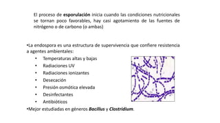 ESTRUCTURAS FACULTATIVAS:
ESPORULACION Y ENDOESPORAS
•La endospora es una estructura de supervivencia que confiere resistencia
a agentes ambientales:
• Temperaturas altas y bajas
• Radiaciones UV
• Radiaciones ionizantes
• Desecación
• Presión osmótica elevada
• Desinfectantes
• Antibióticos
•Mejor estudiadas en géneros Bacillus y Clostridium.
El proceso de esporulación inicia cuando las condiciones nutricionales
se tornan poco favorables, hay casi agotamiento de las fuentes de
nitrógeno o de carbono (o ambas)
 