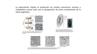 ESTRUCTURAS FACULTATIVAS:
ENDOESPORAS
La esporulación implica la producción de muchas estructuras, enzimas y
metabolitos nuevos junto con la desaparición de varios componentes de la
célula vegetativa.
 