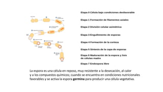 ESTRUCTURAS FACULTATIVAS:
ESPORULACIÓN
La espora es una célula en reposo, muy resistente a la desecación, al calor
y a los compuestos químicos; cuando se encuentra en condiciones nutricionales
favorables y se activa la espora germina para producir una célula vegetativa.
 