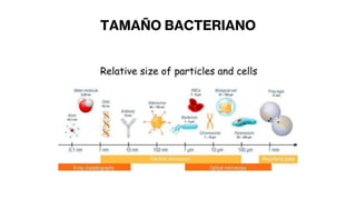 TAMAÑO BACTERIANO
 
