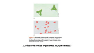¿Qué sucede con los organismos no pigmentados?
TIPOS DE OBSERVACIONES MICROSCÓPICAS
 