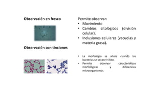 TIPOS DE OBSERVACIONES MICROSCÓPICAS
Observación en fresco
Observación con tinciones
Permite observar:
• Movimiento
• Cambios citológicos (división
celular).
• Inclusiones celulares (vacuolas y
materia grasa).
• La morfología se altera cuando las
bacterias se secan y tiñen.
• Permite observar características
morfológicas y diferencias
microorganismos.
 