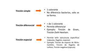 TIPOS DE TINCIONES
Tinción simple
Tinción diferencial
Tinción especial
• 1 colorante
• No diferencia bacterias, solo se
ve forma.
• + de 1 colorante
• Permite diferenciar
• Ejemplo: Tinción de Gram,
Tinción Ziehl-Neelsen.
• Permite teñir estructuras específicas
(cápsulas, flagelos, esporas).
• Ejemplo: Tinción de esporas de Wirts-
Cortitlin, Tinción de flagelos de
Leifson, Tinción negativa (cápsula).
 