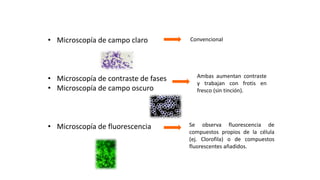 TÉCNICAS DE MICROSCOPÍA ÓPTICA
• Microscopía de campo claro
• Microscopía de contraste de fases
• Microscopía de campo oscuro
• Microscopía de fluorescencia
Ambas aumentan contraste
y trabajan con frotis en
fresco (sin tinción).
Convencional
Se observa fluorescencia de
compuestos propios de la célula
(ej. Clorofila) o de compuestos
fluorescentes añadidos.
 
