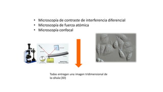 TÉCNICAS DE MICROSCOPÍA ÓPTICA
• Microscopía de contraste de interferencia diferencial
• Microscopía de fuerza atómica
• Microscopía confocal
Todas entregan una imagen tridimensional de
la célula (3D)
 