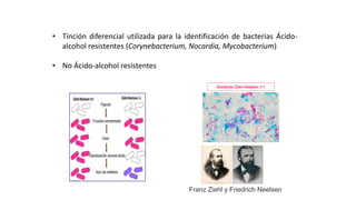 TINCIÓN DE ZIEHL-NEELSEN
• Tinción diferencial utilizada para la identificación de bacterias Ácido-
alcohol resistentes (Corynebacterium, Nocardia, Mycobacterium)
• No Ácido-alcohol resistentes
Franz Ziehl y Friedrich Neelsen
 