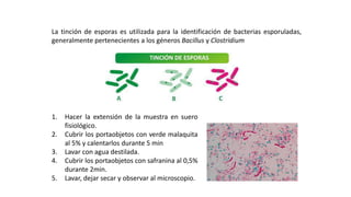 La tinción de esporas es utilizada para la identificación de bacterias esporuladas,
generalmente pertenecientes a los géneros Bacillus y Clostridium
TINCIÓN DE ESPORAS
1. Hacer la extensión de la muestra en suero
fisiológico.
2. Cubrir los portaobjetos con verde malaquita
al 5% y calentarlos durante 5 min
3. Lavar con agua destilada.
4. Cubrir los portaobjetos con safranina al 0,5%
durante 2min.
5. Lavar, dejar secar y observar al microscopio.
 