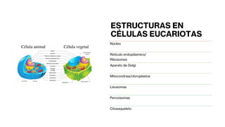 ESTRUCTURAS EN
CÉLULAS EUCARIOTAS
Núcleo
Retículo endoplásmico/
Ribosomas
Aparato de Golgi
Mitocondrias/cloroplastos
Lisosomas
Peroxisomas
Citoesqueleto
 