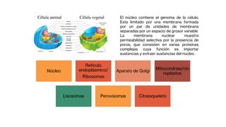 ESTRUCTURAS EN CÉLULAS EUCARIOTAS
Núcleo
Retículo
endoplásmico/
Ribosomas
Aparato de Golgi
Mitocondrias/clo
roplastos
Lisosomas Peroxisomas Citoesqueleto
El núcleo contiene el genoma de la célula.
Esta limitado por una membrana formada
por un par de unidades de membrana
separadas por un espacio de grosor variable
La membrana nuclear muestra
permeabilidad selectiva por la presencia de
poros, que consisten en varias proteínas
complejas cuya función es importar
sustancias y extraer sustancias del nucleo.
 