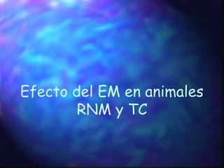 Efecto del EM en animales
RNM y TC
 