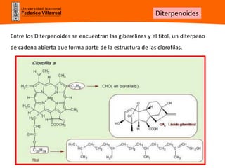 Universidad Nacional
Federico Villarreal
Entre los Diterpenoides se encuentran las giberelinas y el fitol, un diterpeno
de cadena abierta que forma parte de la estructura de las clorofilas.
Diterpenoides
 