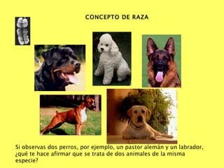 Clase 21; conceptos de y razas PPT