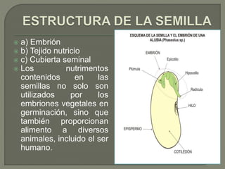  a) Embrión
 b) Tejido nutricio
 c) Cubierta seminal
 Los nutrimentos
contenidos en las
semillas no solo son
utilizados por los
embriones vegetales en
germinación, sino que
también proporcionan
alimento a diversos
animales, incluido el ser
humano.
 