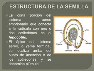  La corta porción del
sistema aéreo
embrionario que conecta
a la radícula con uno o
dos cotiledones es el
hipocótilo.
 El ápice del sistema
aéreo, o yema terminal,
se localiza arriba del
punto de inserción o de
los cotiledones y se
denomina plúmula.
 