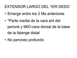 EXTENSOR LARGO DEL 1ER DEDO
• Emerge entre los 2 Ms anteriores
• *Parte media de la cara ant del
peroné y MIO-cara dorsal de la base
de la falange distal
• No peroneo profundo
 