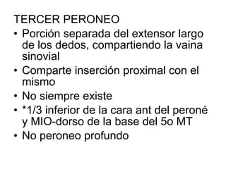 TERCER PERONEO
• Porción separada del extensor largo
de los dedos, compartiendo la vaina
sinovial
• Comparte inserción proximal con el
mismo
• No siempre existe
• *1/3 inferior de la cara ant del peroné
y MIO-dorso de la base del 5o MT
• No peroneo profundo
 