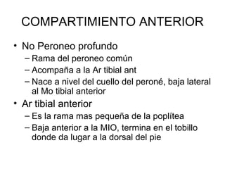 COMPARTIMIENTO ANTERIOR
• No Peroneo profundo
– Rama del peroneo común
– Acompaña a la Ar tibial ant
– Nace a nivel del cuello del peroné, baja lateral
al Mo tibial anterior
• Ar tibial anterior
– Es la rama mas pequeña de la poplítea
– Baja anterior a la MIO, termina en el tobillo
donde da lugar a la dorsal del pie
 