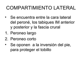 COMPARTIMIENTO LATERAL
• Se encuentra entre la cara lateral
del peroné, los tabiques IM anterior
y posterior y la fascia crural
1. Peroneo largo
2. Peroneo corto
• Se oponen a la inversión del pie,
para proteger el tobillo
 