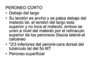 PERONEO CORTO
• Debajo del largo
• Su tendón es ancho y se palpa debajo del
maleolo lat, el tendón del largo esta
superior y no toca al maleolo, ambos se
unen a nivel del maleolo por el retinaculo
superior de los peroneos (fascia lateral-al
calcáneo
• *2/3 inferiores del peroné-cara dorsal del
tubérculo lat del 5o MT
• Peroneo superficial
 