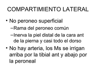 COMPARTIMIENTO LATERAL
• No peroneo superficial
–Rama del peroneo común
–Inerva la piel distal de la cara ant
de la pierna y casi todo el dorso
• No hay arteria, los Ms se irrigan
arriba por la tibial ant y abajo por
la peroneal
 