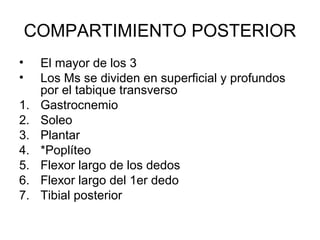 COMPARTIMIENTO POSTERIOR
• El mayor de los 3
• Los Ms se dividen en superficial y profundos
por el tabique transverso
1. Gastrocnemio
2. Soleo
3. Plantar
4. *Poplíteo
5. Flexor largo de los dedos
6. Flexor largo del 1er dedo
7. Tibial posterior
 