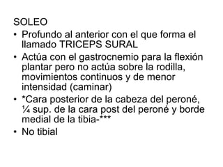 SOLEO
• Profundo al anterior con el que forma el
llamado TRICEPS SURAL
• Actúa con el gastrocnemio para la flexión
plantar pero no actúa sobre la rodilla,
movimientos continuos y de menor
intensidad (caminar)
• *Cara posterior de la cabeza del peroné,
¼ sup. de la cara post del peroné y borde
medial de la tibia-***
• No tibial
 