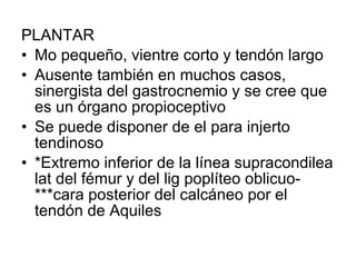 PLANTAR
• Mo pequeño, vientre corto y tendón largo
• Ausente también en muchos casos,
sinergista del gastrocnemio y se cree que
es un órgano propioceptivo
• Se puede disponer de el para injerto
tendinoso
• *Extremo inferior de la línea supracondilea
lat del fémur y del lig poplíteo oblicuo-
***cara posterior del calcáneo por el
tendón de Aquiles
 