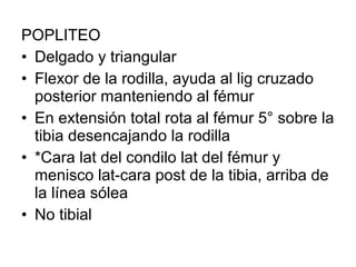 POPLITEO
• Delgado y triangular
• Flexor de la rodilla, ayuda al lig cruzado
posterior manteniendo al fémur
• En extensión total rota al fémur 5° sobre la
tibia desencajando la rodilla
• *Cara lat del condilo lat del fémur y
menisco lat-cara post de la tibia, arriba de
la línea sólea
• No tibial
 
