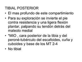 TIBIAL POSTERIOR
• El mas profundo de este compartimiento
• Para su exploración se invierte el pie
contra resistencia y una ligera flexión
plantar, palpando su tendón detrás del
maleolo medial
• *MIO , cara posterior de la tibia y del
peroné-tubérculo del escafoides, cuña y
cuboides y base de los MT 2-4
• No tibial
 