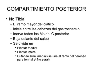 COMPARTIMIENTO POSTERIOR
• No Tibial
– El ramo mayor del ciático
– Inicia entre las cabezas del gastrocnemio
– Inerva todos los Ms del C posterior
– Baja delante del soleo
– Se divide en
• Plantar medial
• Plantar lateral
• Cutáneo sural medial (se une al ramo del peroneo
para formal el No sural)
 