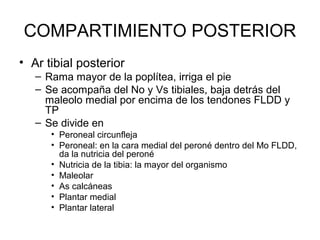 COMPARTIMIENTO POSTERIOR
• Ar tibial posterior
– Rama mayor de la poplítea, irriga el pie
– Se acompaña del No y Vs tibiales, baja detrás del
maleolo medial por encima de los tendones FLDD y
TP
– Se divide en
• Peroneal circunfleja
• Peroneal: en la cara medial del peroné dentro del Mo FLDD,
da la nutricia del peroné
• Nutricia de la tibia: la mayor del organismo
• Maleolar
• As calcáneas
• Plantar medial
• Plantar lateral
 