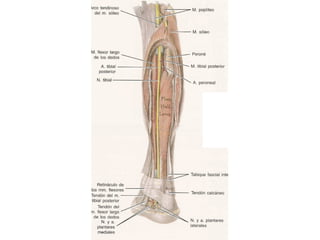 ANATOMIA PIERNA