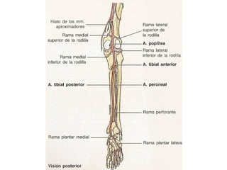 ANATOMIA PIERNA