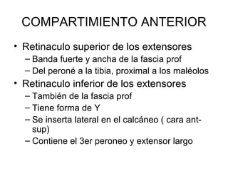 COMPARTIMIENTO ANTERIOR
• Retinaculo superior de los extensores
– Banda fuerte y ancha de la fascia prof
– Del peroné a la tibia, proximal a los maléolos
• Retinaculo inferior de los extensores
– También de la fascia prof
– Tiene forma de Y
– Se inserta lateral en el calcáneo ( cara ant-
sup)
– Contiene el 3er peroneo y extensor largo
 