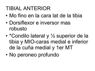 TIBIAL ANTERIOR
• Mo fino en la cara lat de la tibia
• Dorsiflexor e inversor mas
robusto
• *Condilo lateral y ½ superior de la
tibia y MIO-caras medial e inferior
de la cuña medial y 1er MT
• No peroneo profundo
 