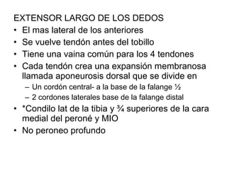 EXTENSOR LARGO DE LOS DEDOS
• El mas lateral de los anteriores
• Se vuelve tendón antes del tobillo
• Tiene una vaina común para los 4 tendones
• Cada tendón crea una expansión membranosa
llamada aponeurosis dorsal que se divide en
– Un cordón central- a la base de la falange ½
– 2 cordones laterales base de la falange distal
• *Condilo lat de la tibia y ¾ superiores de la cara
medial del peroné y MIO
• No peroneo profundo
 