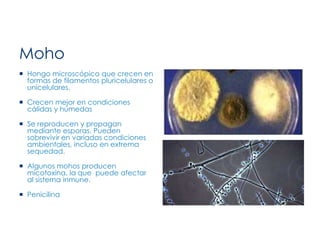 Moho
 Hongo microscópico que crecen en
formas de filamentos pluricelulares o
unicelulares.
 Crecen mejor en condiciones
cálidas y húmedas
 Se reproducen y propagan
mediante esporas. Pueden
sobrevivir en variadas condiciones
ambientales, incluso en extrema
sequedad.
 Algunos mohos producen
micotoxina, la que puede afectar
al sistema inmune.
 Penicilina
 