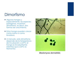 Dimorfismo
 Algunos hongos y
especialmente, las especies
patógenas, muestran
dimorfismo, es decir, dos
formas de crecimiento.
 Estos hongos pueden crecer
como moho o como
levadura.
 A menudo, este dimorfismo
depende de la temperatura
de incubación: a 37ºC el
hongo es levaduriforme
mientras que a 25ºC es
filamentos
Blastomyces dermatitidis
 