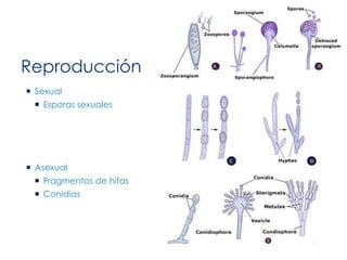 Reproducción
 Sexual
 Esporas sexuales
 Asexual
 Fragmentos de hifas
 Conidias
 