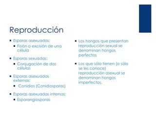 Reproducción
 Esporas asexuadas:
 Fisión o excisión de una
célula
 Esporas sexuadas:
 Conjugación de dos
células
 Esporas asexuadas
externas:
 Conidios (Conidiosporas)
 Esporas asexuadas internas:
 Esporangiosporas
 Los hongos que presentan
reproducción sexual se
denominan hongos
perfectos
 Los que sólo tienen (o sólo
se les conoce)
reproducción asexual se
denominan hongos
imperfectos.
 