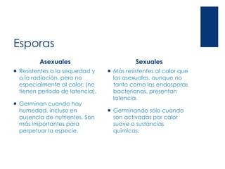 Esporas
Asexuales
 Resistentes a la sequedad y
a la radiación, pero no
especialmente al calor, (no
tienen período de latencia).
 Germinan cuando hay
humedad, incluso en
ausencia de nutrientes. Son
más importantes para
perpetuar la especie.
Sexuales
 Más resistentes al calor que
las asexuales, aunque no
tanto como las endosporas
bacterianas, presentan
latencia.
 Germinando sólo cuando
son activadas por calor
suave o sustancias
químicas.
 