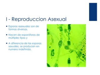 I - Reproduccion Asexual
 Esporas asexuales son de
formas diversas,
 Nacen de esporóforos de
múltiples típos y
 A diferencia de las esporas
sexuales, se producen en
numero indefinido.
 