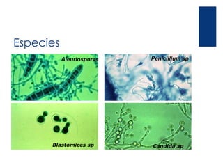 Especies
Aleuriosporas Penicillium sp
Blastomices sp Candida sp
 