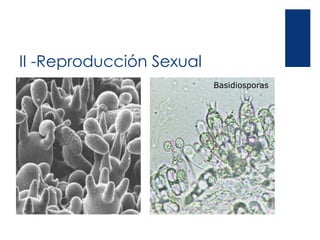 II -Reproducción Sexual
Basidiosporas
 