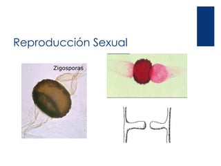 Reproducción Sexual
Zigosporas
 