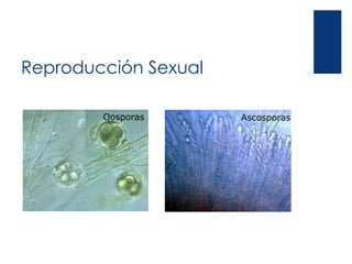 Reproducción Sexual
Oosporas Ascosporas
 