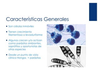 Características Generales
 Son células inmóviles
 Tienen crecimiento
filamentoso o levaduriforme
 Algunos crecen y/o actúan
como parásitos simbiontes,
saprófitos y oportunistas de
otras especies
 Desde un punto de vista
clínico Hongos = parásitos
 