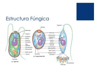 Estructura Fúngica
 
