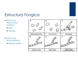 Estructura Fúngica
 Estructura
filamentosa
(mohos)
 Hifa
 Micelio
 Estructura
levaduriforme
 Blastoconidia
 